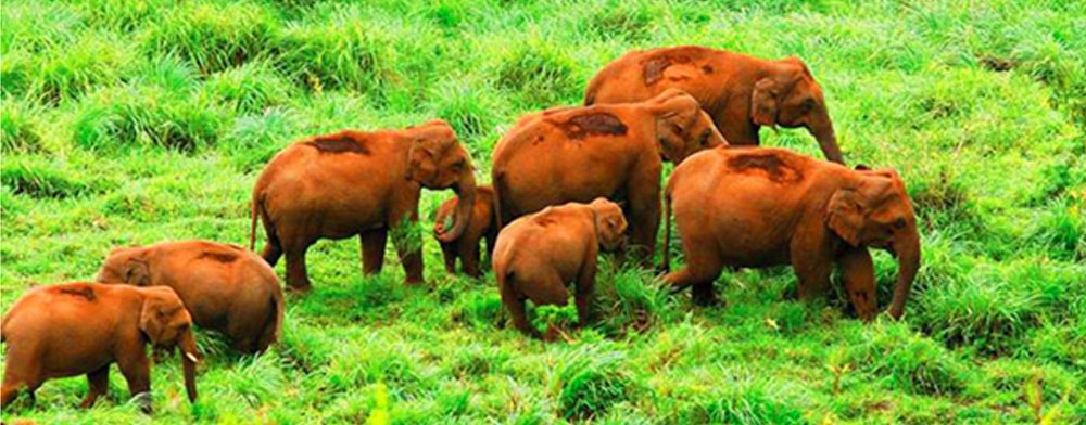 Alleppey4