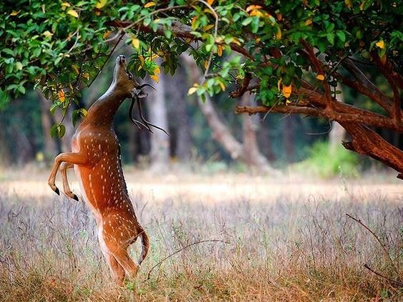Jim Corbett1