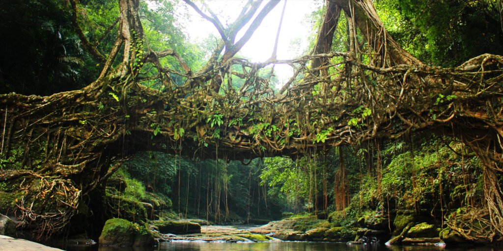 Kaziranga1