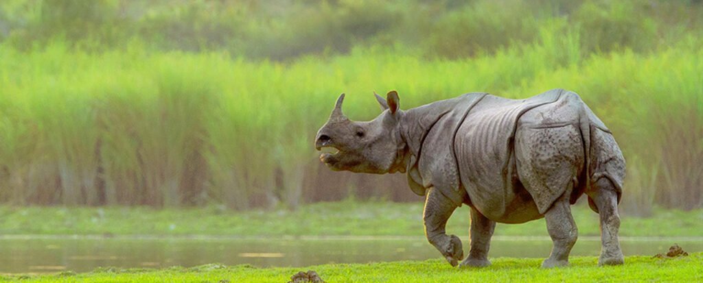 Kaziranga10