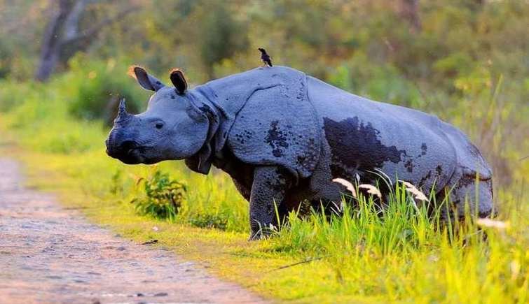 Kaziranga3