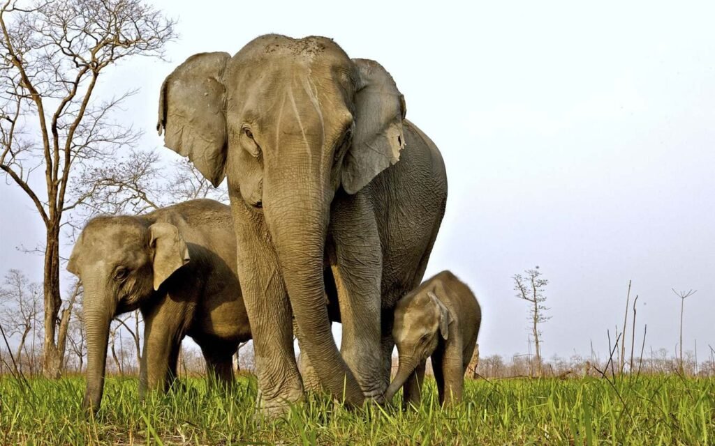 Kaziranga8