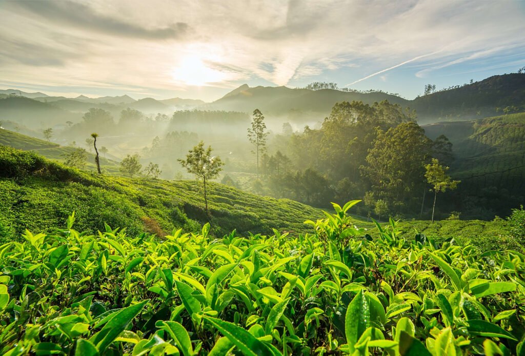 Munnar5