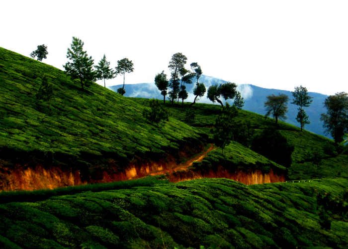 Munnar7