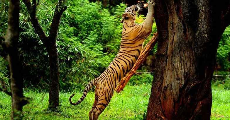Thekkady10