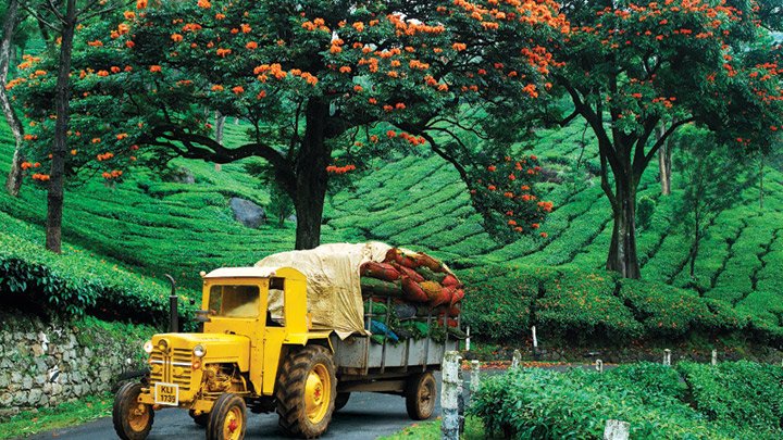 Thekkady4